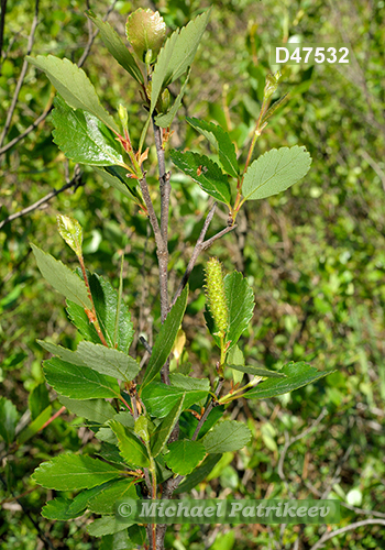 Bog Birch (Betula pumila)